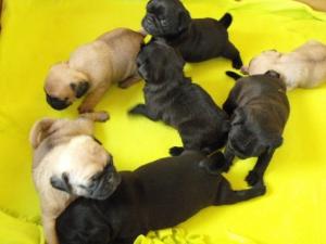 mops pug de vanzare