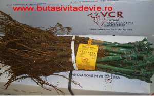 Butasi vita de vie Victoria