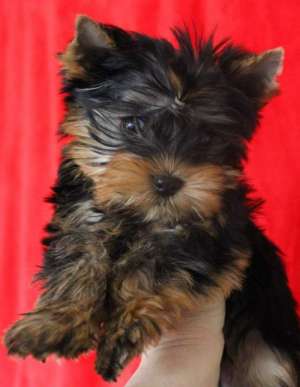 Vand femela Yorkshire Terrier