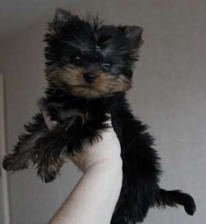Vand femela Yorkshire Terrier