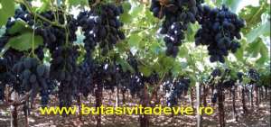 Butasi vita de vie Black Magic(Codreanca)