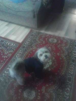 Ofer spre imperechere Bichon Havanez