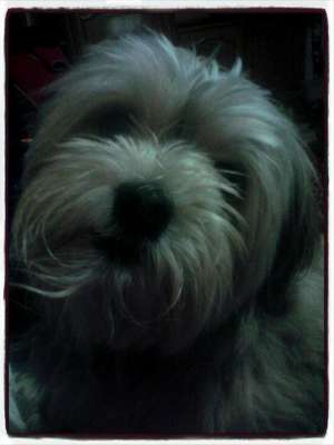 Ofer spre imperechere Bichon Havanez