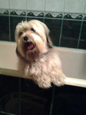 Ofer spre imperechere Bichon Havanez