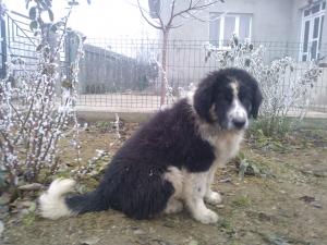 Ciobanesc Romanesc de Bucovina pui