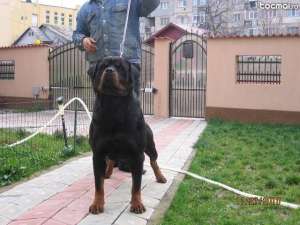 Vand Mascul Rottweiler campion Romania