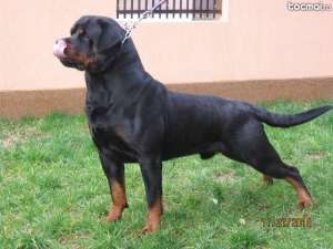 Vand Mascul Rottweiler campion Romania