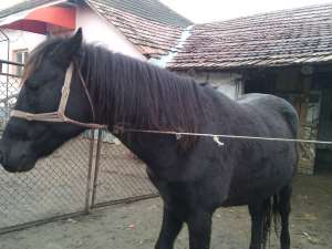 armasar
