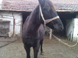 armasar
