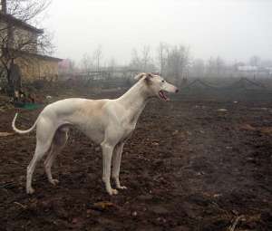 ogari greyhound exemplare noi