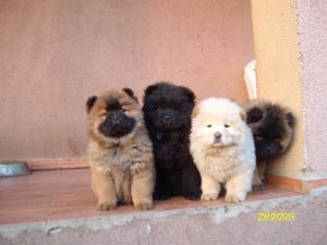 PUI CHOW-CHOW ALBI, ROSCATI SI NEGRI
