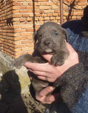 CANE CORSO GRI