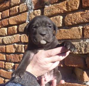 CANE CORSO GRI