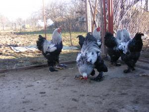 GAINI BRAHMA SI PUI BRAHMA DE VANZARE