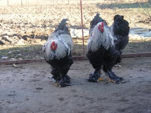 gaini,        pui si oua brahma