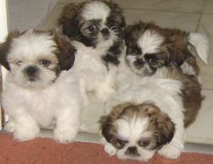 Vand pui Shih-Tzu