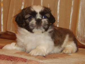 Vand pui Shih-Tzu