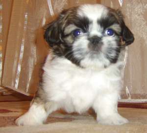 Vand pui Shih-Tzu