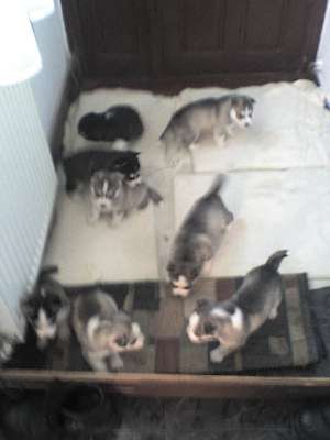 vand cateluse huschi 6 saptamani