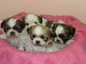 shih tzu de vanzare