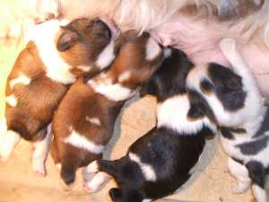 shih tzu de vanzare