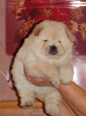 Pui Chow-Chow exceptionali