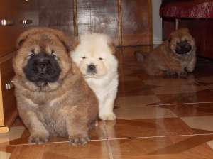 Pui Chow-Chow exceptionali