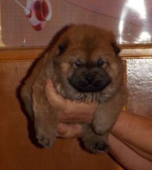 Pui Chow-Chow exceptionali