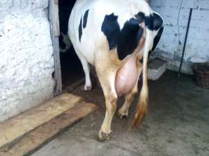 Vand vaca Holstein, 30 l lapte pe zi garantat