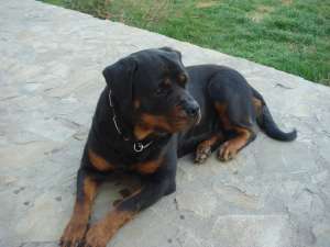 MONTA ROTTWEILER,  caut mascul