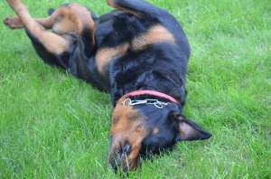 MONTA ROTTWEILER,  caut mascul