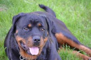 MONTA ROTTWEILER,  caut mascul