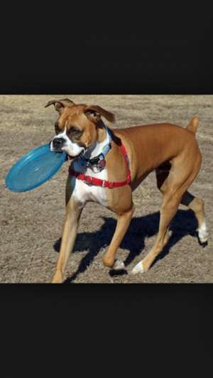 Dresaj canin
