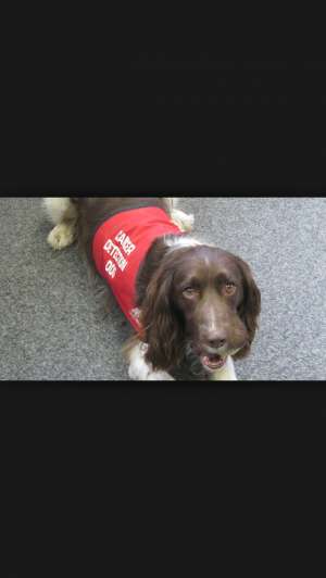 Dresaj canin