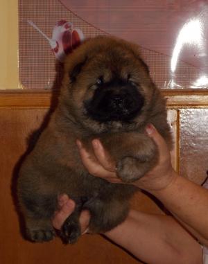Pui Chow-Chow exceptionali
