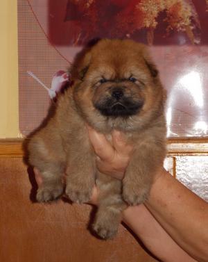 Pui Chow-Chow exceptionali