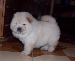 Pui Chow-Chow exceptionali