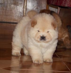 Pui Chow-Chow exceptionali