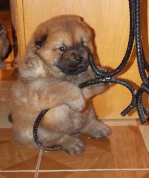 Pui Chow-Chow exceptionali