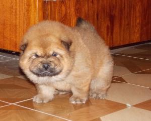 Pui Chow-Chow exceptionali