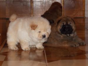 Pui Chow-Chow exceptionali