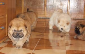 Pui Chow-Chow exceptionali