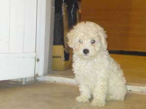 Catei canis talie mica