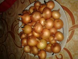 arpagic , stufat pentru ceapa  verde diferite  calibre cu 1 sau  2 inimi soiul stutgard romanesc pen
