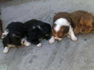 Vand puiuti pechinez de talie mica au o luna jumate pret 200 ron.0722826212