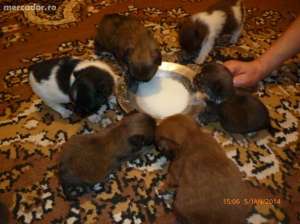 Vand puiuti pechinez de talie mica au o luna jumate pret 200 ron.0722826212