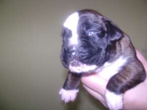 Vand pui Boxer german