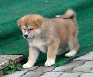 akita inu de vanzare