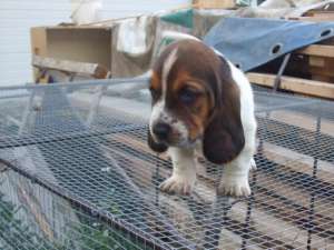 basset hound de vanzare
