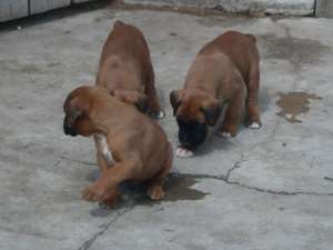 boxer de vanzare